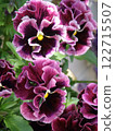 Purple frill pansy 122715507