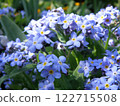 Forget-me-not photos 122715508