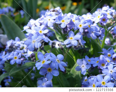 勿忘我照片 122715508