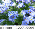 Forget-me-not photos 122715509
