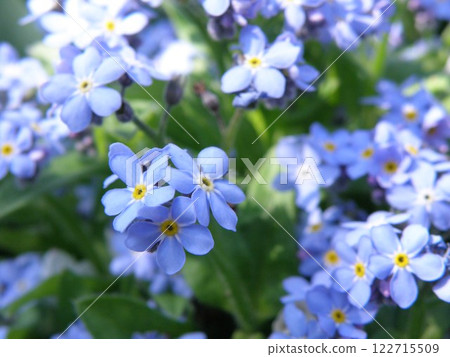 勿忘我照片 122715509