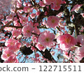 Pink plum blossoms 122715511
