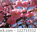 Pink plum blossoms 122715512