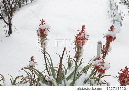 Aloe flowers blooming in the snow Aloe flowers blooming in the snow 122715520