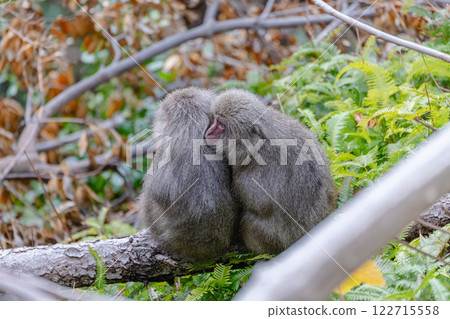 Yakuzaru dumplings endure the cold. World Natural Heritage Yakushima (Winter) 122715558