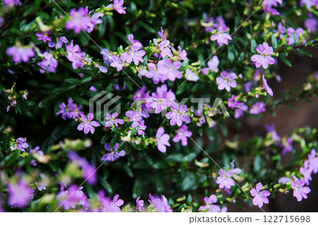 墨西哥Hana Yanagi 122715698