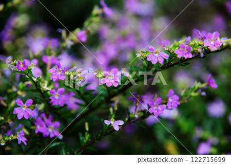 Mexican Hana Yanagi Mexican Hana Yanagi 122715699