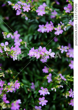 墨西哥Hana Yanagi 122715700