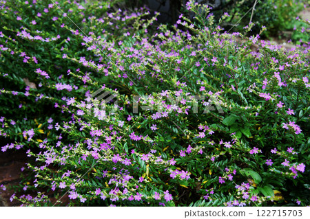 墨西哥Hana Yanagi 122715703