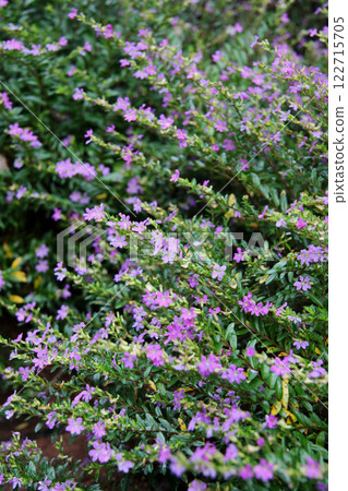 墨西哥Hana Yanagi 122715705