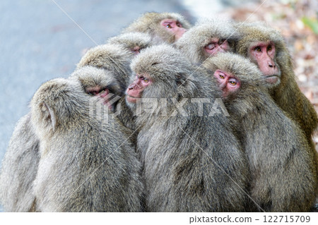 耐寒的屋久島餃子。世界自然遺產屋久島（冬季） 122715709