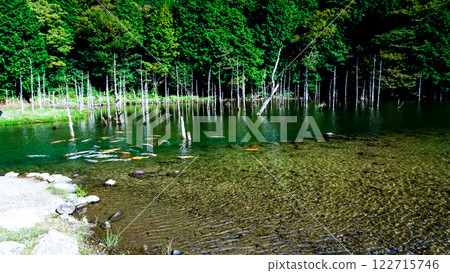 Blue mist and Nishikigoi carp at Ichinomata Sakura Park 122715746