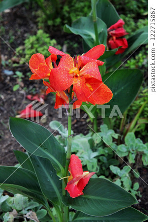 Canna flower 122715867