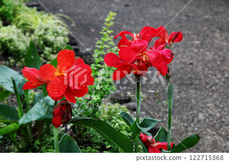 Canna flower 122715868