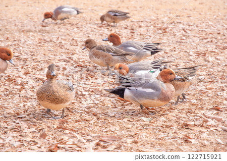 A flock of mallards walking A flock of mallards walking 122715921