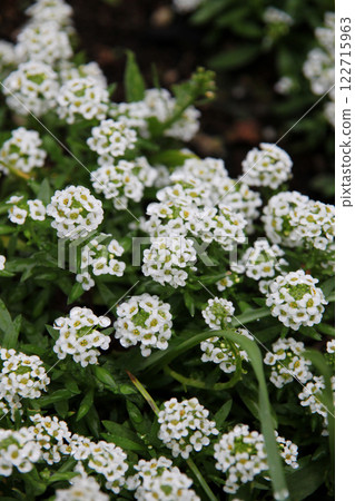 Alyssum Alyssum 122715963