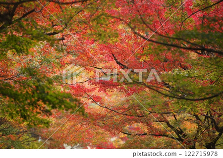 Sanzenin方法的秋葉 122715978