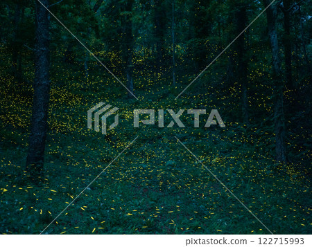 樹林裡的螢火蟲 122715993
