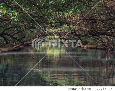 四草綠色隧道 122715997