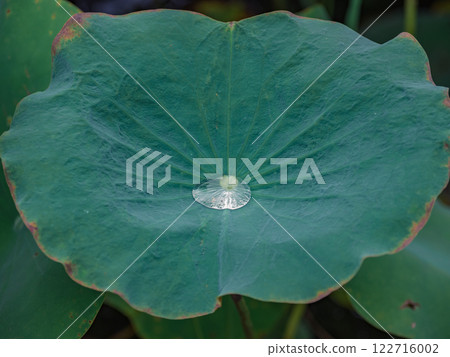 荷葉上的水珠 荷葉上的水珠 122716002
