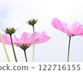 Cosmos blooming toward the sky 122716155