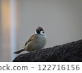 Sparrow pictures 122716156