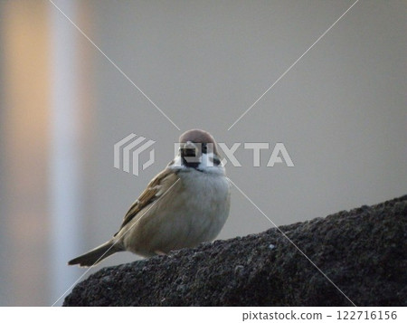 Sparrow pictures 122716156