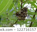 beehive and bee photo 122716157