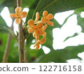 Osmanthus flower 122716158