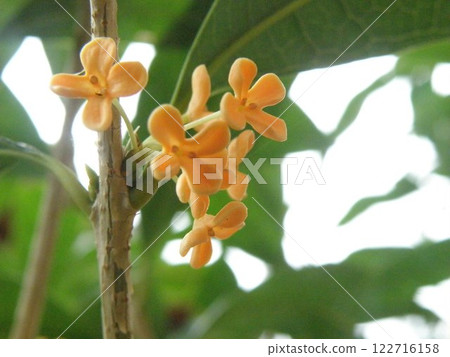 Osmanthus flower 122716158