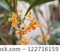 Osmanthus flower 122716159