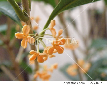 Osmanthus flower 122716159