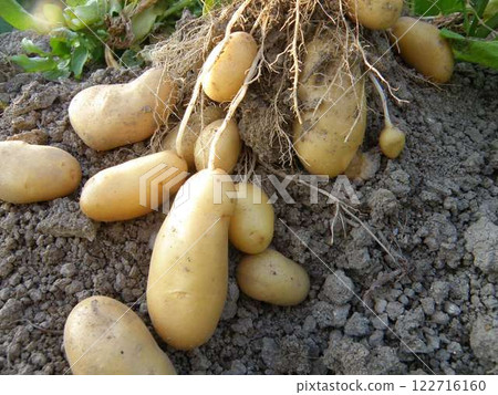 剛收穫的土豆 122716160