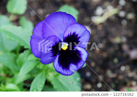 三色堇花 122716162