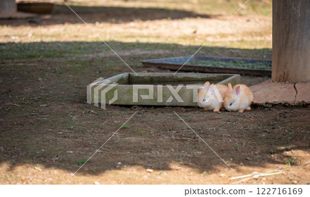 Small cute rabbits living in farm. Rabbits are often used as a symbol of fertility or rebirth, and have long been associated with spring and Easter. 122716169