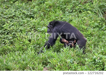 Baby chimpanzee clinging to its mother 122716202