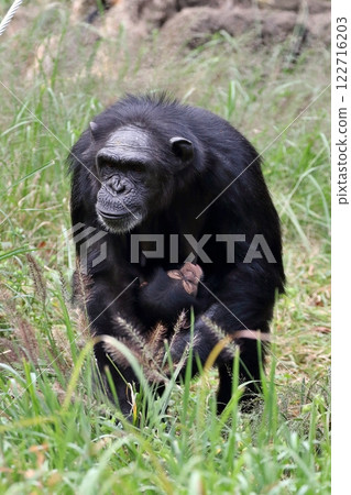 黑猩猩媽媽抱著她的孩子 122716203