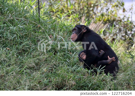 年長的黑猩猩抬頭看著他的弟弟 122716204