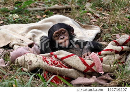 裹著毯子的小黑猩猩 122716207