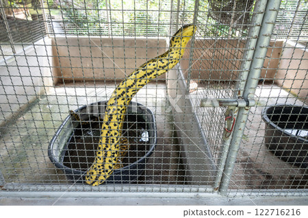 Yellow Anaconda living in cage. Yellow anacondas have a nasty temperament and are better left as display animals. Yellow Anaconda living in cage. Yellow anacondas have a nasty temperament and are better left as display animals. 122716216