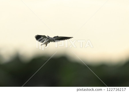 動物 - 野鳥 - 黑耳鳶，黃昏時分的石垣島牧場。今天的最後一次狩獵？ 122716217