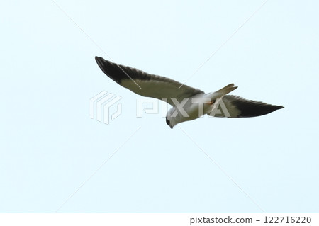 動物、野生鳥類、黑耳鳶、棲息於非洲至東南亞的本土鳥類 122716220