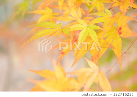 明亮的秋葉 明亮的秋葉 122716235