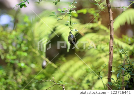 Finger lime Finger lime 122716441