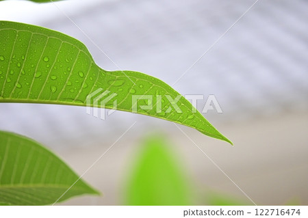 beautiful green leaf texture in springtime, water drop on frangipani leaves 122716474
