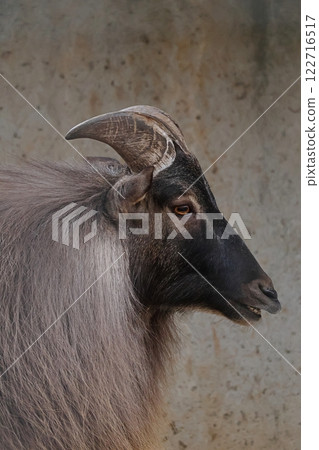 Close-up of a male Himalayan tahr's profile Close-up of a male Himalayan tahr's profile 122716517