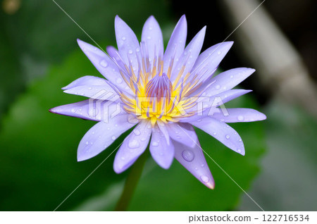 lotus or florescent purple lotus and rain droplet 122716534