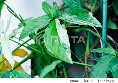 Syngonium podophyllum, Arrowhead Vine or Goosefoot Plant or Araceae and rain droplet 122716539