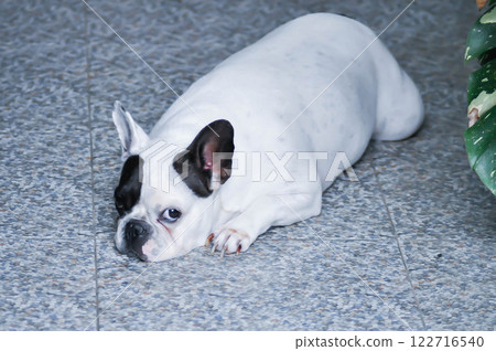 dog or French bulldog , sleepy French bulldog dog or French bulldog , sleepy French bulldog 122716540