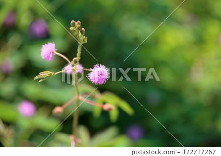 可愛的含羞草花 122717267